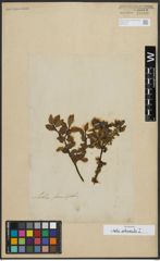 Foto von Salix arbuscula L.